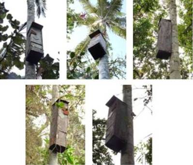 Nidos El Palmar, estado y ubicación en el sendero El Palmar.