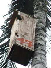 Periquito de Santa Marta en nido artificial