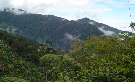 RNA_Reinita_cielo_Azul