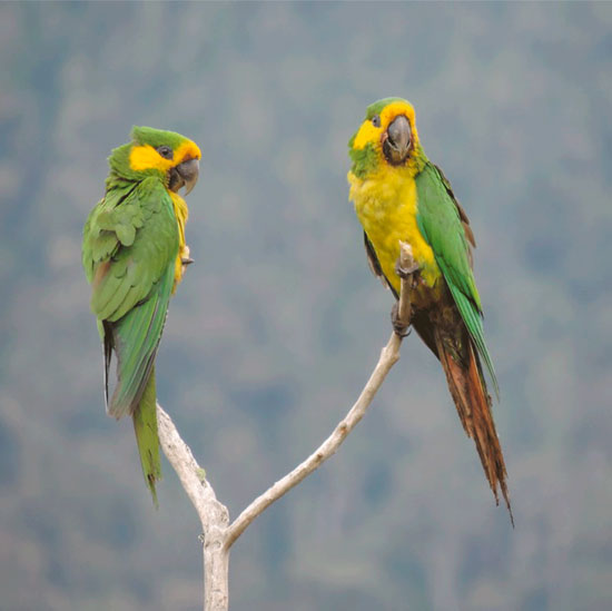 Equipo internacional de científicos declara que el Loro orejiamarillo se salvó de la extinción gracias a acciones de conservación