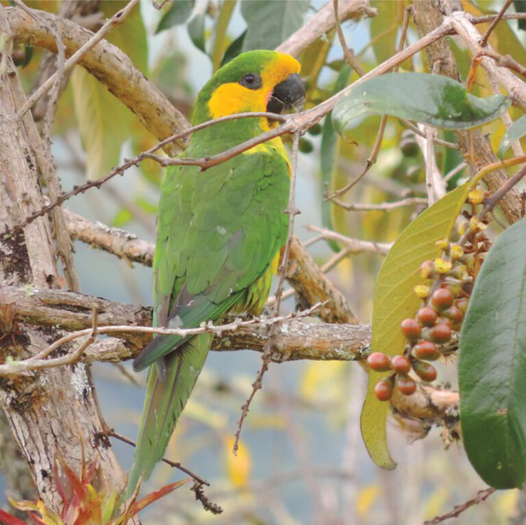 Gran censo nacional del Loro orejiamarillo y la Cotorra coroniazul