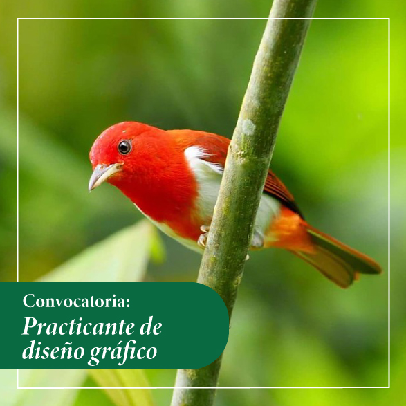 Convocatoria para practicante de diseño gráfico