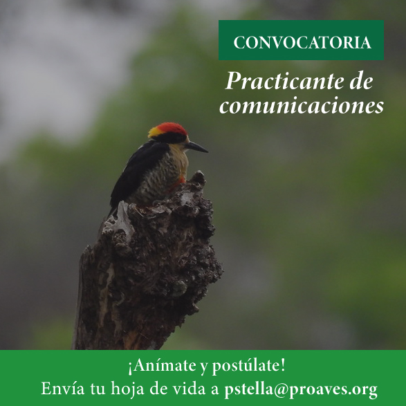 Convocatoria para practicante de comunicaciones