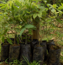 Restaurando el hábitat de las Guacamayas