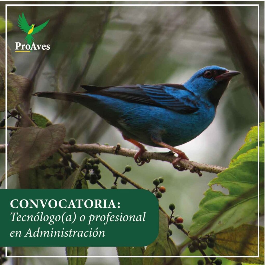 Profesional en administración