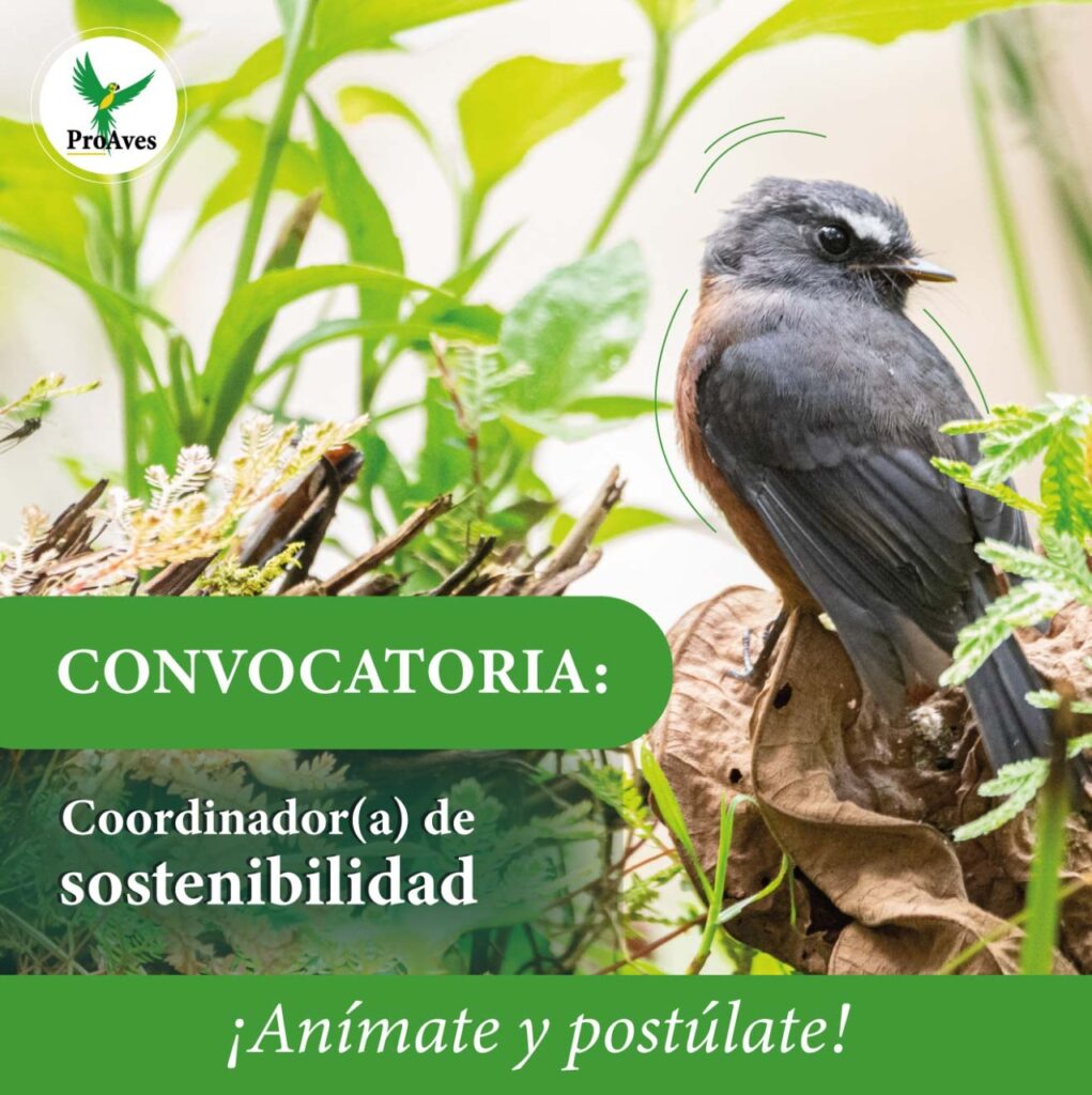 Convocatoria Coordinador(a) de sostenibilidad