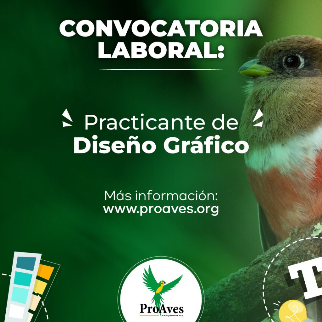 Practicante de Diseño Gráfico