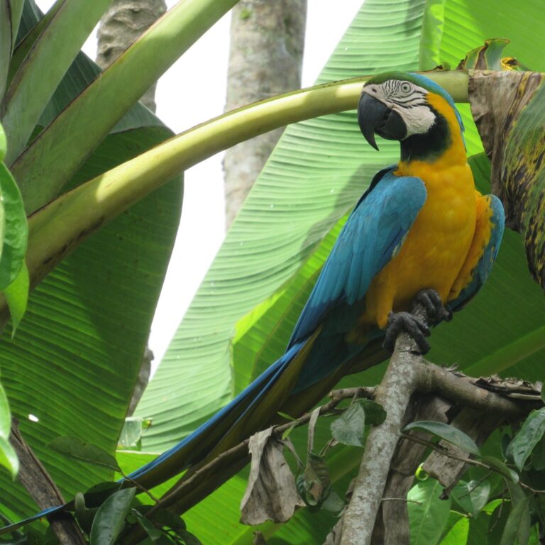 Desde la educación ambiental, avanza la estrategia de conservación de las Guacamayas en Colombia.