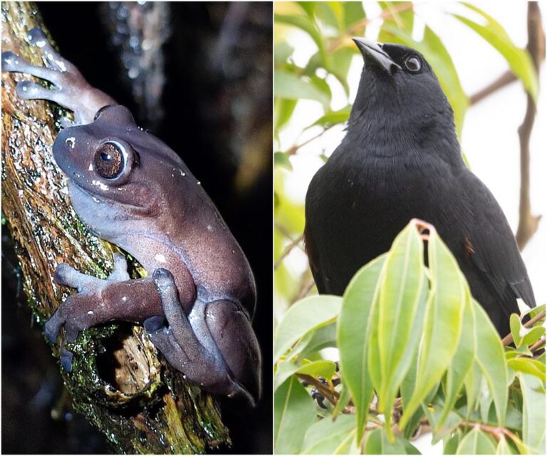 La Alcaldía de Suratá emitió proyecto de acuerdo para aportar a la protección de las especies conservadas desde nuestra estrategia RanaChiva