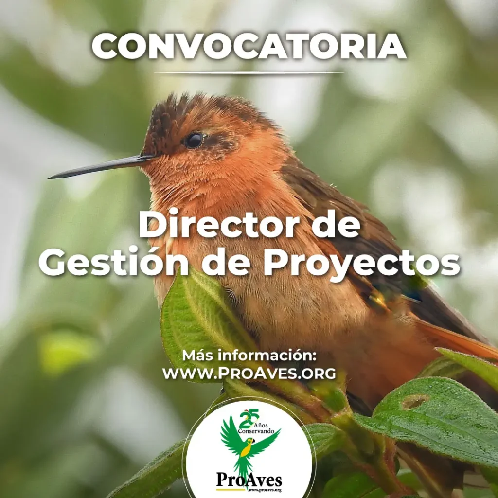 Convocatoria Director de Gestión de Proyectos