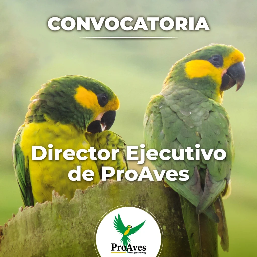 Director Ejecutivo
