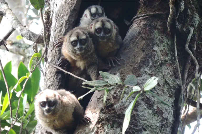 Mono Nocturno Lemurino
