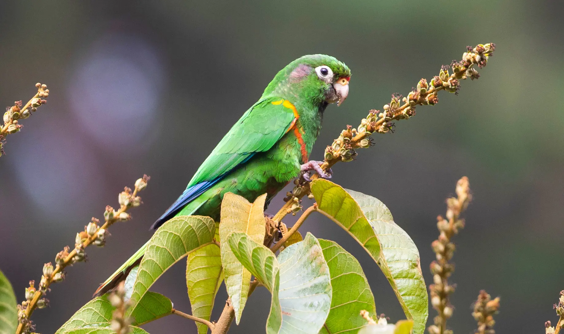 Periquito-de-Santa-Marta