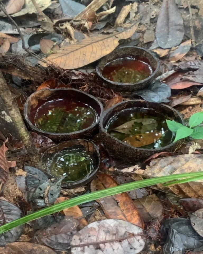 Cocos Ranita Terribilis (8)