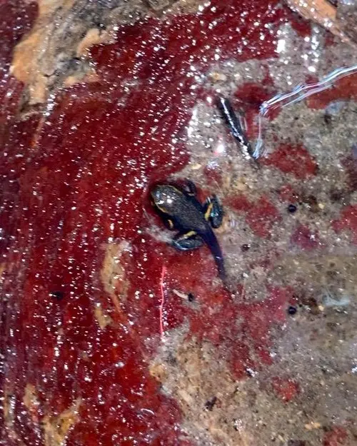 Cocos Ranita Terribilis