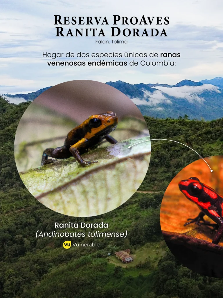 Deslizable Reserva ProAves Ranita Dorada-02