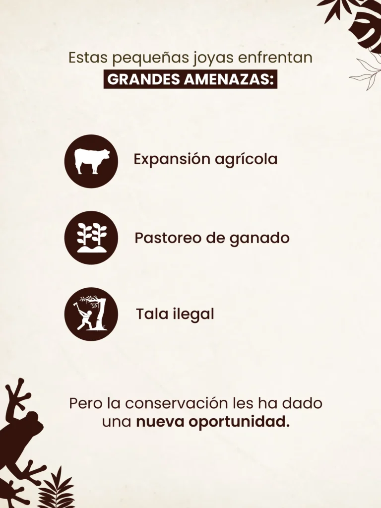 Deslizable Reserva ProAves Ranita Dorada-04