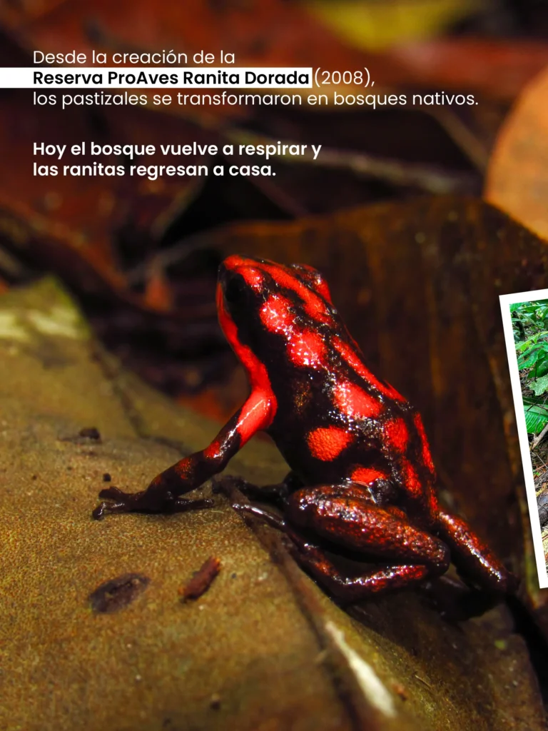 Deslizable Reserva ProAves Ranita Dorada-05