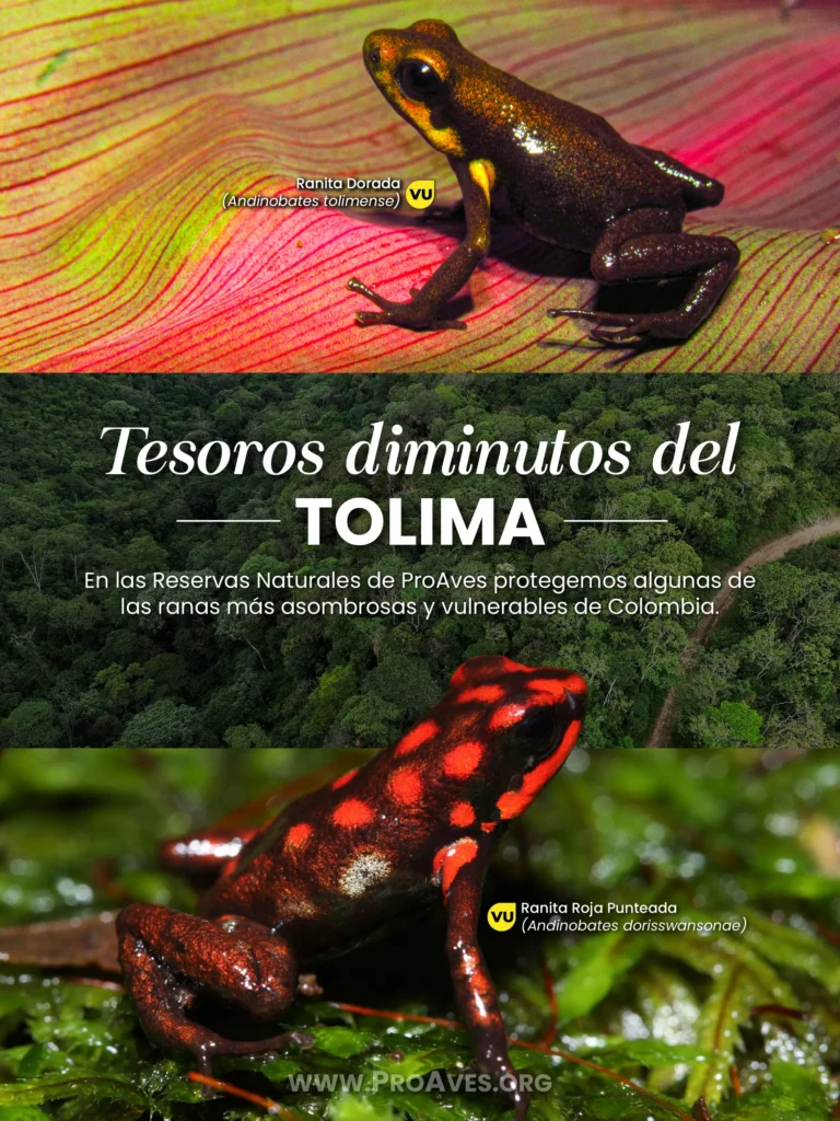 Deslizable Reserva ProAves Ranita Dorada_01