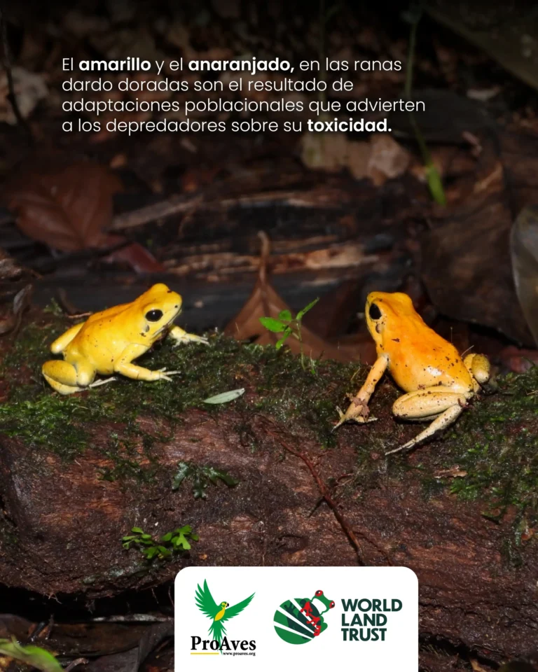 Rana Dardo Dorada post amarilla-03