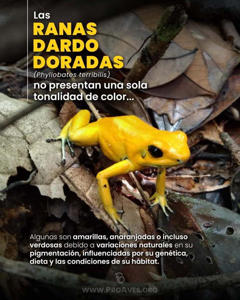 Rana Dardo Dorada post amarilla_01 (3)