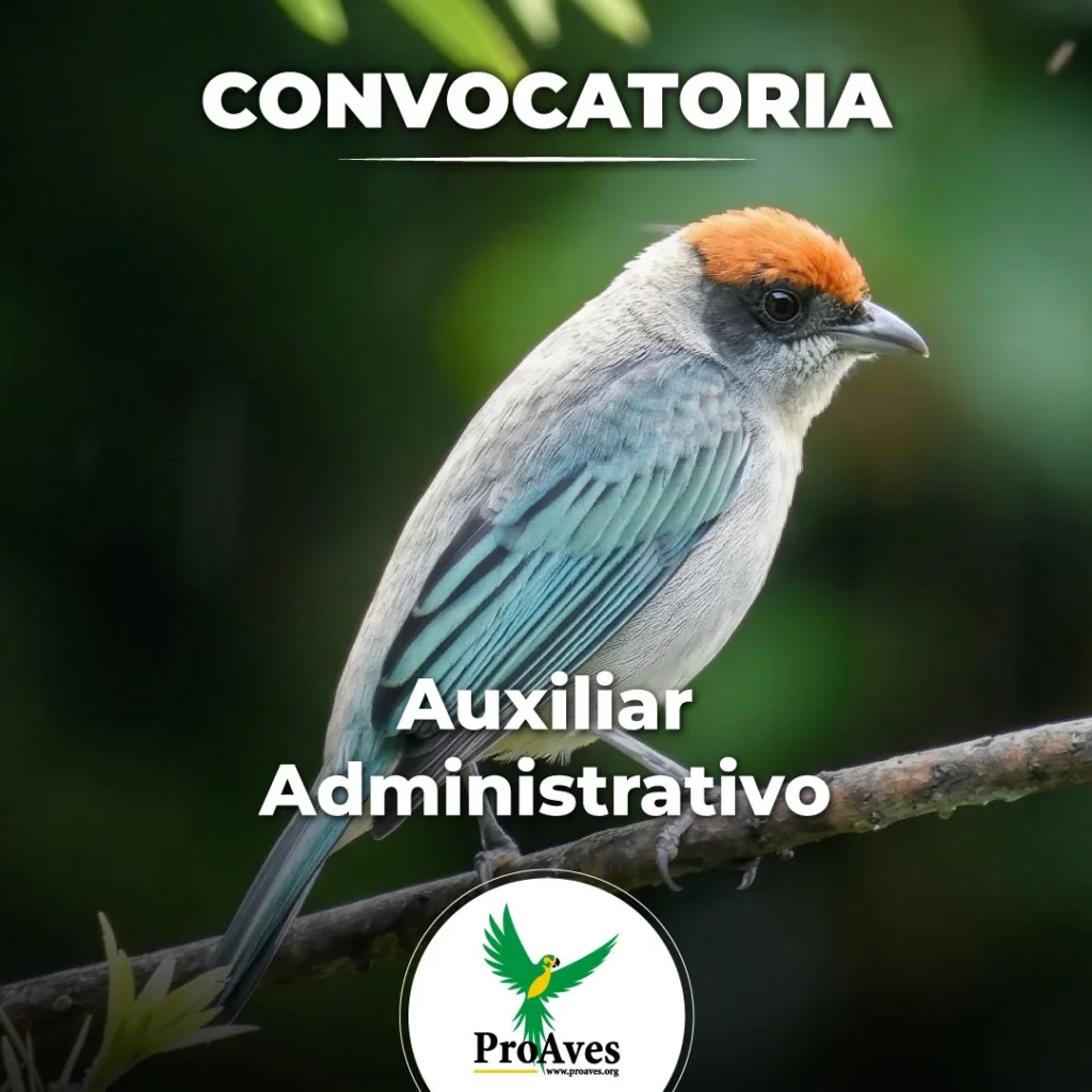 Auxiliar Administrativo